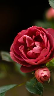 红色花朵层次绽放免抠