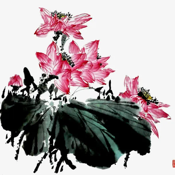 荷花免抠