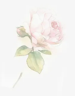 手绘玫瑰感恩母亲节展板免抠 手绘玫瑰感恩母亲节展板免抠