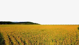 田野里的收获免抠