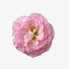 花朵免抠