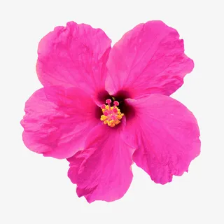 抽象鲜花素材卡通鲜花素材免抠