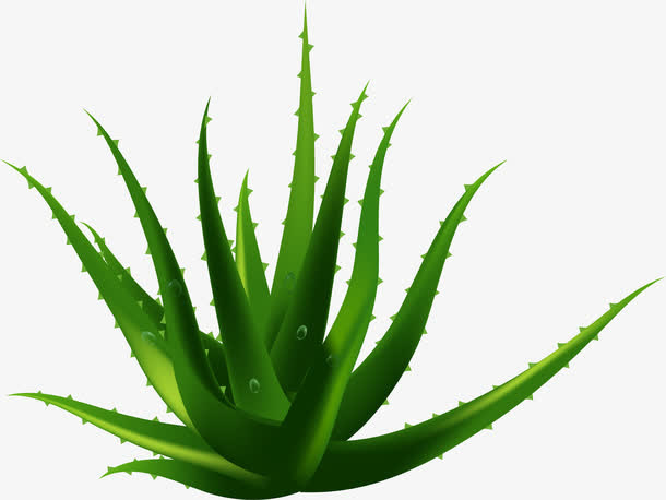 纯天然生长芦荟免抠