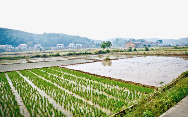 一望无际的秧田免抠
