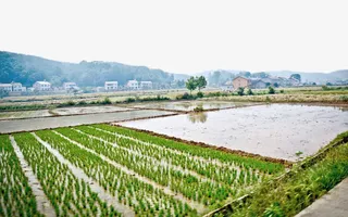 一望无际的秧田免抠