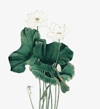 荷花古风工笔画免抠