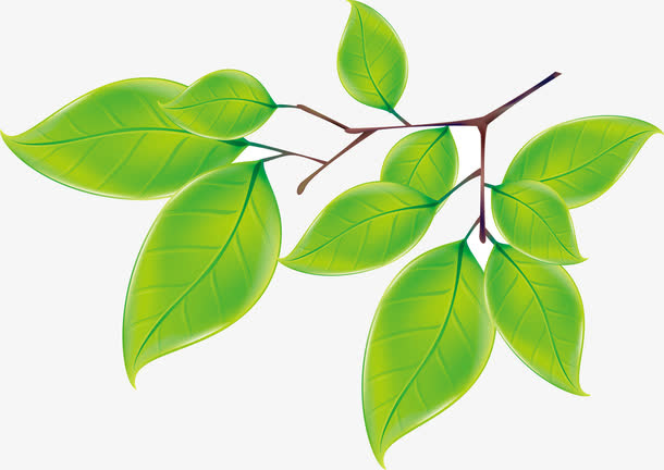 绿色清新春天手绘植物树叶免抠