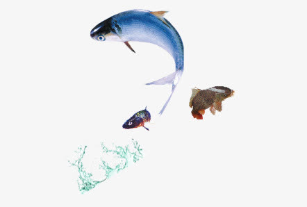 各种各样的鲜鱼免抠