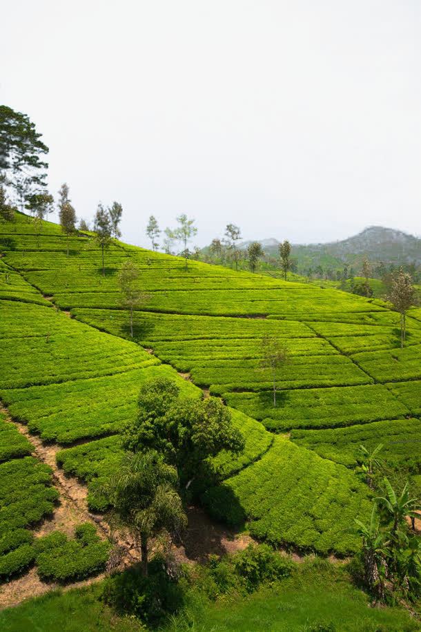 茶园风景免抠