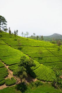 茶园风景免抠 茶园风景免抠