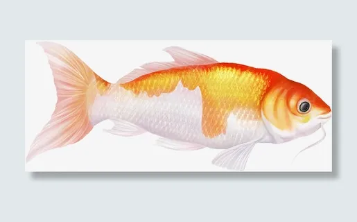 小清新写实卡通观赏鱼类锦鲤免抠 小清新写实卡通观赏鱼类锦鲤免抠