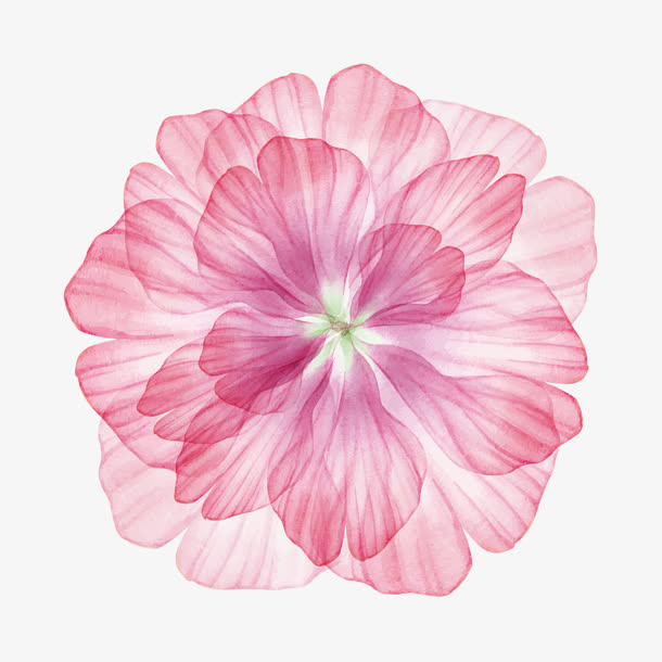 唯美花卉免抠