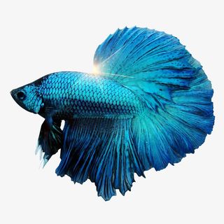 孔雀鱼素材免抠