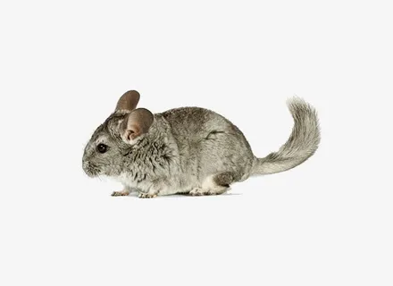 一只小老鼠免抠