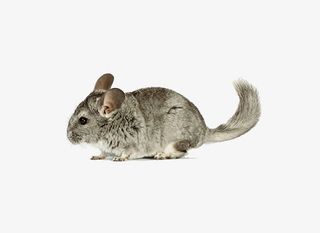 一只小老鼠免抠