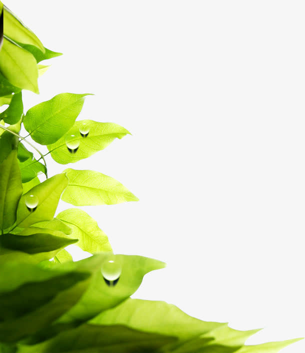 春天阳光清新植物树叶免抠