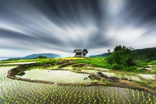 乌云下的绿草地麦苗免抠