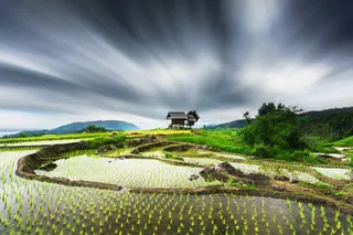 乌云下的绿草地麦苗免抠