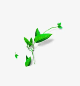 一条绿色叶子的藤蔓免抠