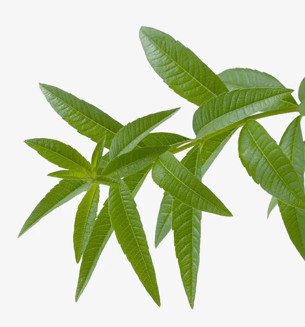 马鞭草摄影图片免抠