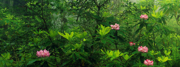 森林和花高清