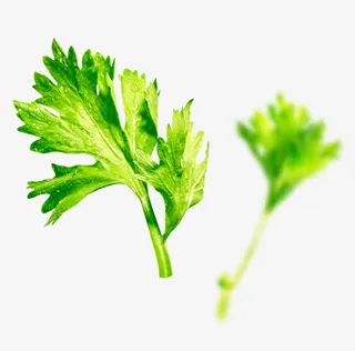 芹菜叶子免抠