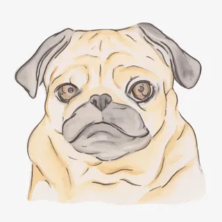 矢量水彩斗牛犬免抠