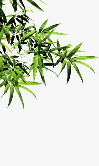 绿色环保促销装饰竹叶免抠