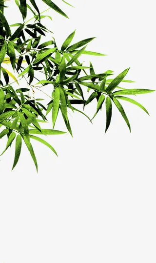 绿色环保促销装饰竹叶免抠