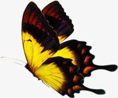 手绘彩色纹理蝴蝶装饰免抠