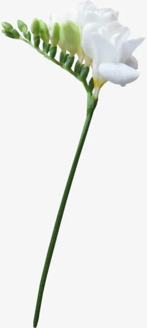 绿枝干白花png素材免抠