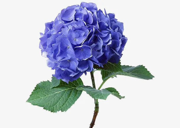 高清绣球鲜花免抠