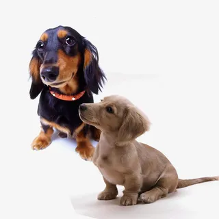 可爱宠物狗狗一对免抠