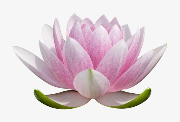 美丽莲花盛开迷人免抠