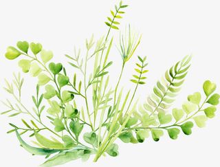 树叶树枝藤蔓免抠