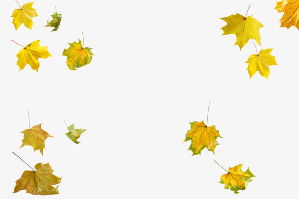实物秋天金黄色落叶枫叶免抠漂浮叶子元素