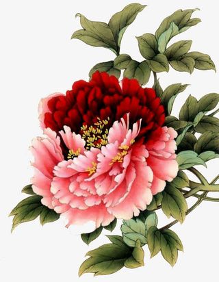 拼色高清手绘牡丹花免抠