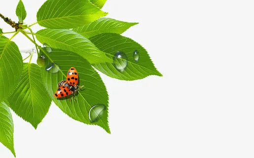 清晨枝头树叶免抠