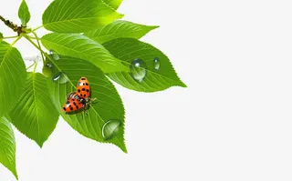 清晨枝头树叶免抠