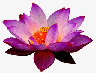 紫色荷花图片免抠