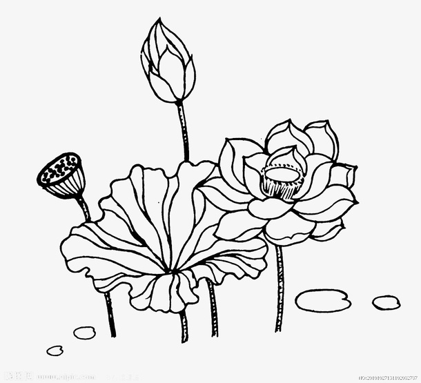 莲花手稿免抠