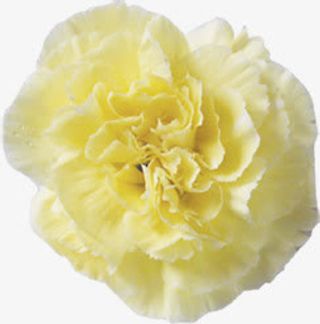 黄色唯美多层盛开花朵康乃馨免抠