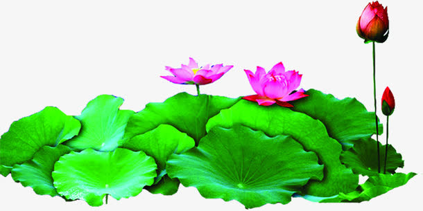 绿色荷叶荷花池毛笔字免抠