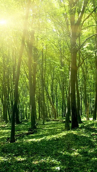 森林风光H5背景高清摄影风景背景