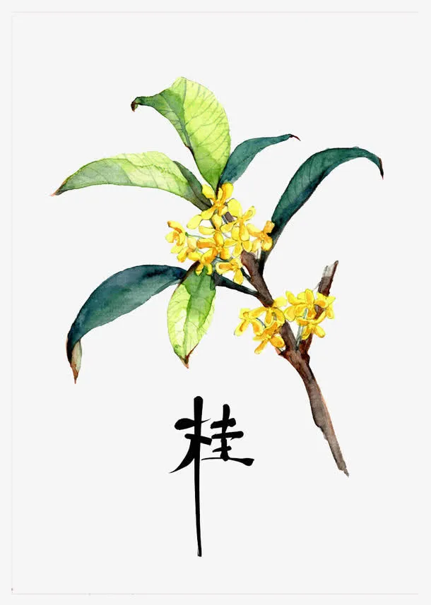 手绘桂花免抠