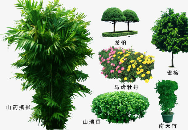 绿色植物免抠