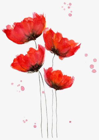 火红的芍药花水彩手绘免抠