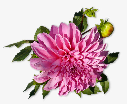 花束免抠