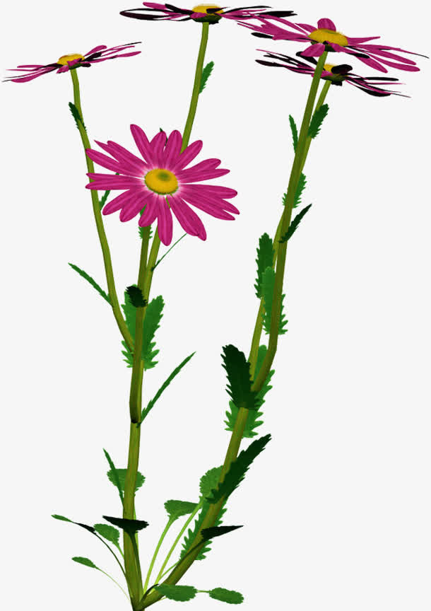 紫色盛开小花免抠