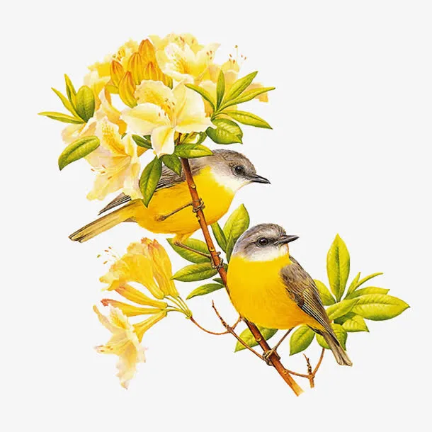 手绘喜鹊黄色花朵免抠